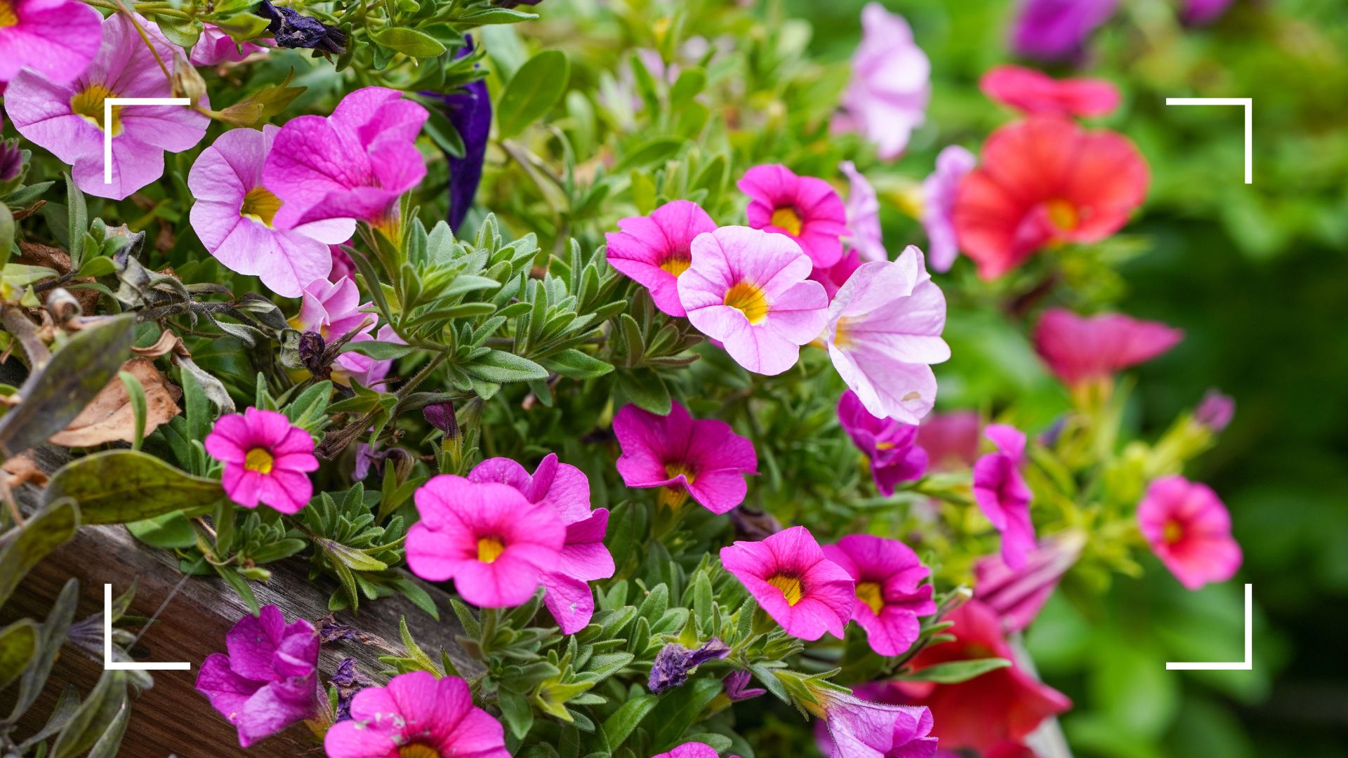 picture of multi coloured petunias 