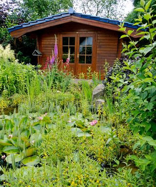 crowded, overgrown garden with lots of tall plants