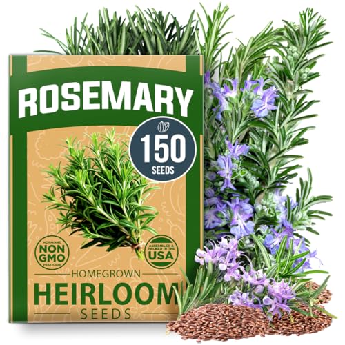 Home Grown Non Gmo Rosemary Seeds Pack - 150 High Germinating Heirloom Herb Seeds for Planting in Indoor or Outdoor Herb Gardens (salvia Rosmarinus)