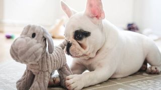 best puppy toys