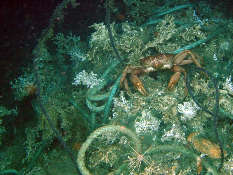 Unhealthy cold-water corals