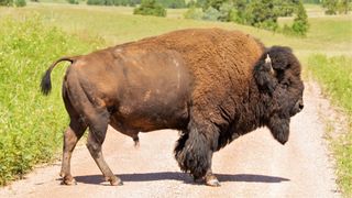 Bison in road at Custer, South Dakota