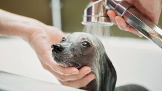 A little grey dog in a tub. A woman holds his chin with her right hand while her left holds a running showerhead over him.