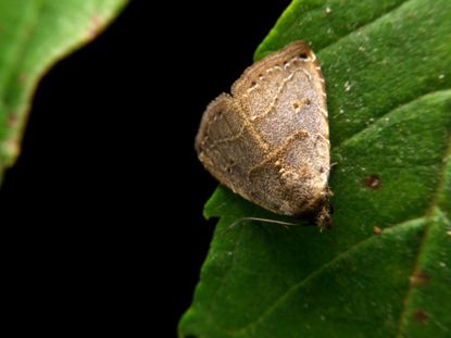 Strawberry Leafroller Insect