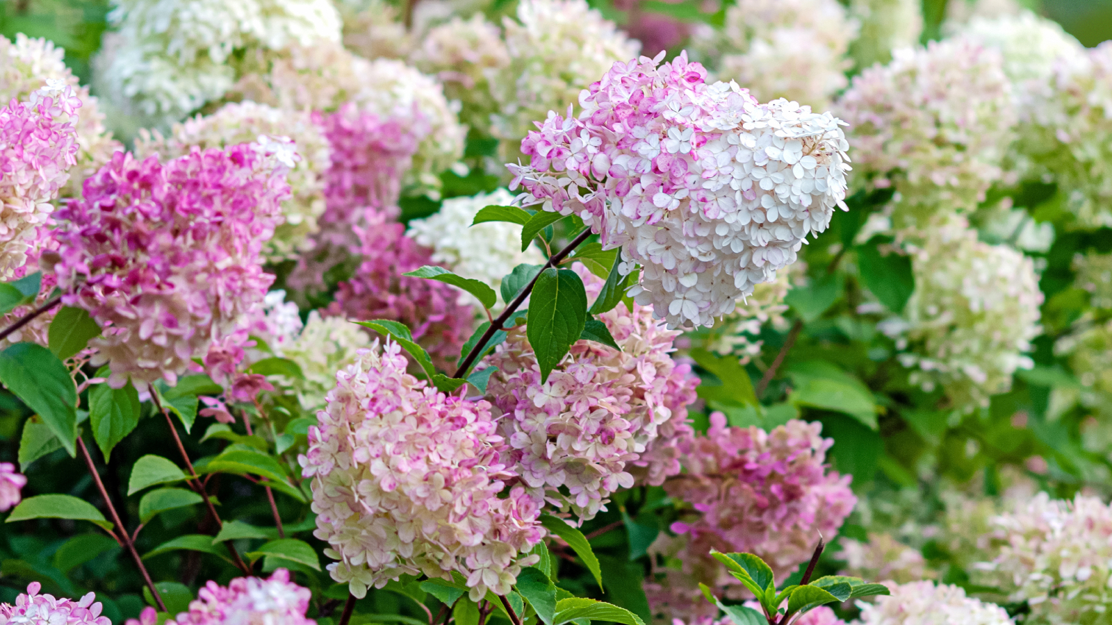 Panicle hydrangea blooms in the garden