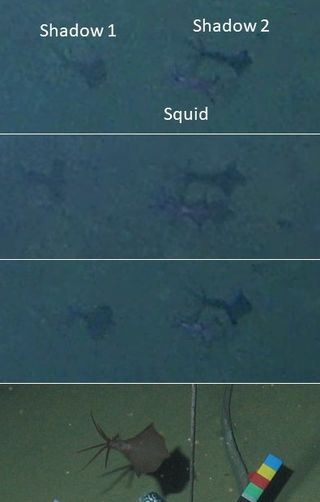 Three shots of the Philippine Trench bigfin squid next to a shot of the same species taken in 2014.