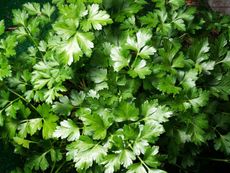 Green Parsley Plant