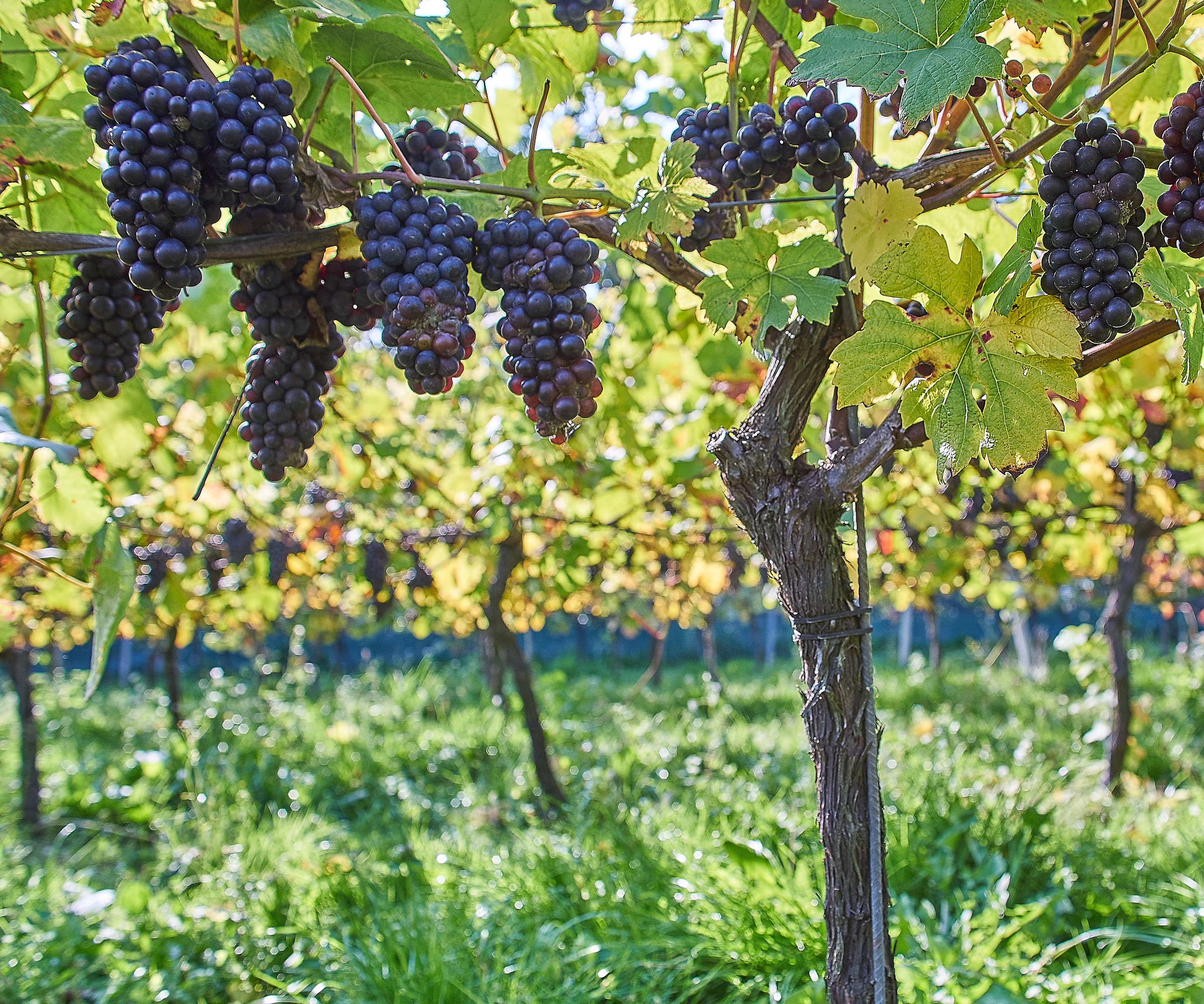 Grape vine