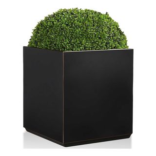 Wallowa large black metal cube planter with shrub on white background