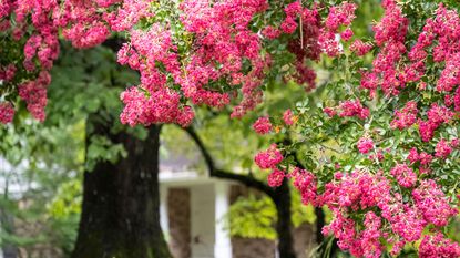 Pink crape myrtle (Lagerstroemia) is one of the best low maintenance trees