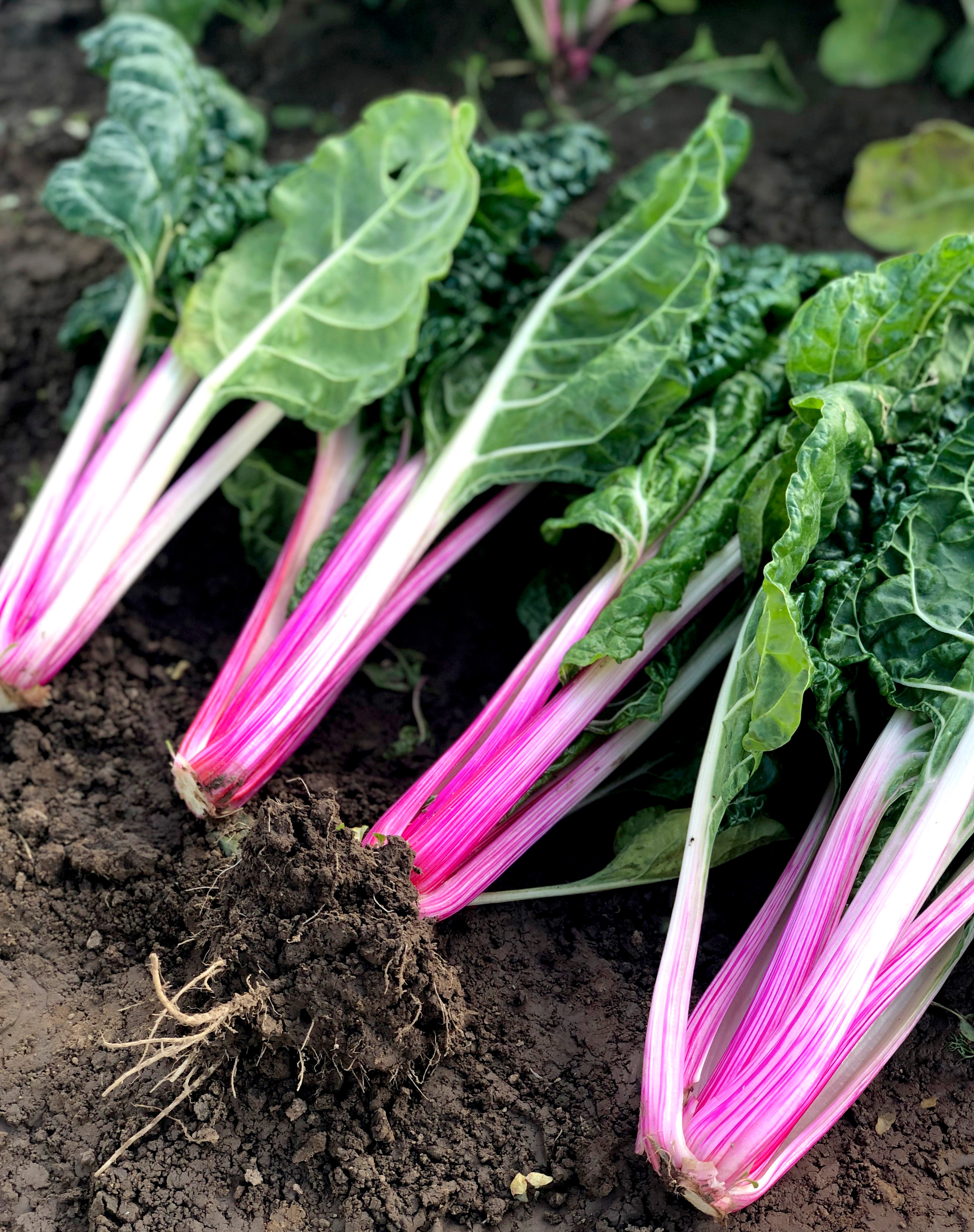 Garden trends: peppermint variety of swiss chard Suttons