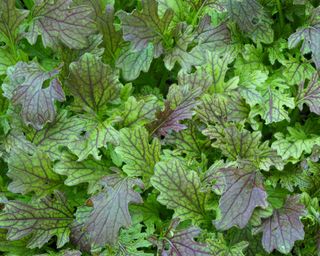 Red Dragon mustard leaves freshly harvested from container gardening