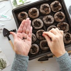 Planting herb seeds indoors