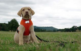 Puppy School on C4 picture of Blaze