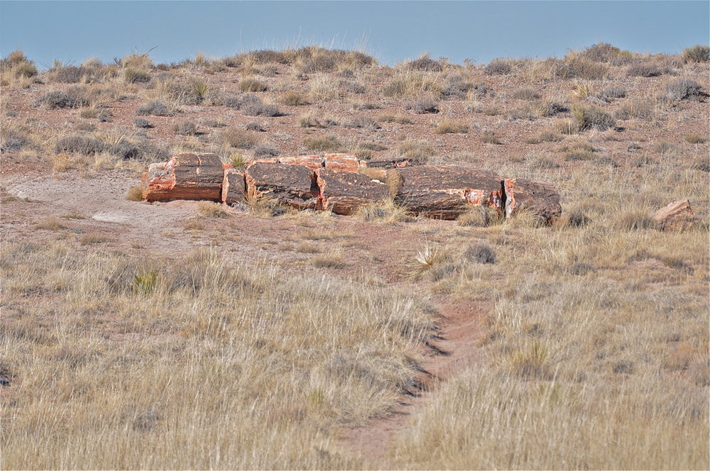 petrified forest national park, fossils