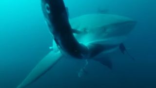 a large shark appraoching the camera as it takes a bite out of a fish