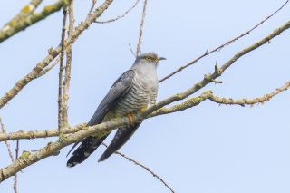 common cuckoos