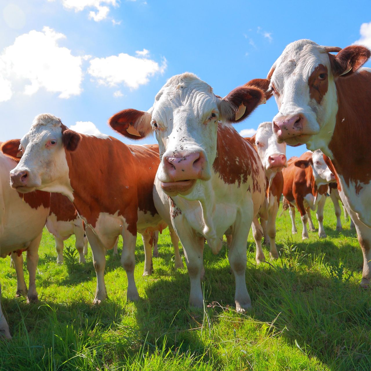 Cheese made by Jonny Crickmore&#039;s Montbeliarde cattle was in danger of going to waste.