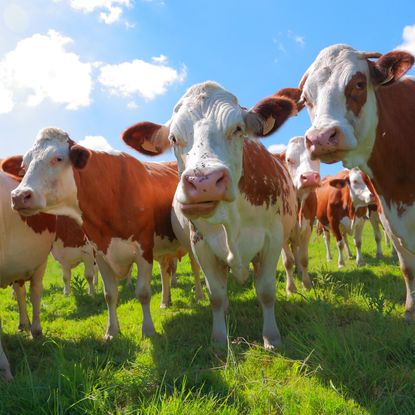 Cheese made by Jonny Crickmore's Montbeliarde cattle was in danger of going to waste.