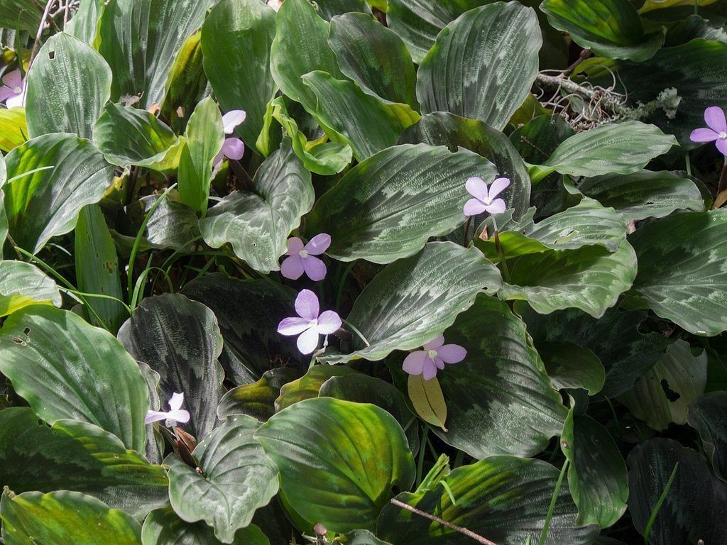 Peacock Ginger Plant With Tiny Purple Flowers