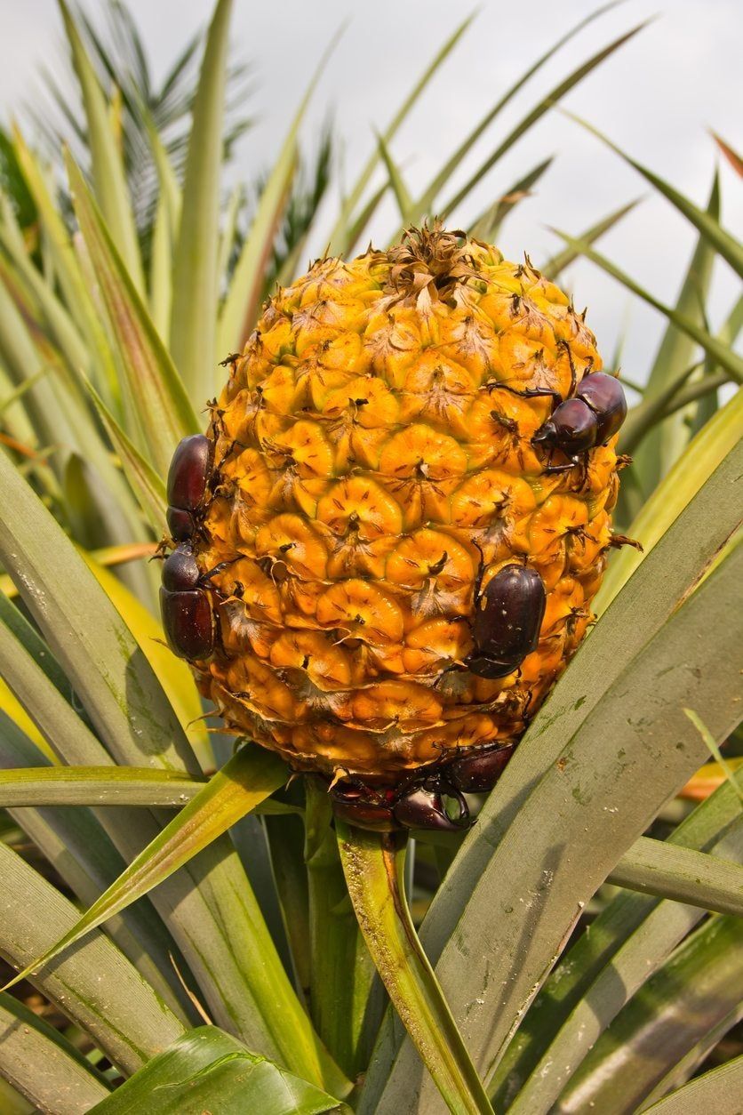 Pineapple Plant Diseases And Pests - How To Treat Issues In Pineapple Plants | Gardening Know How