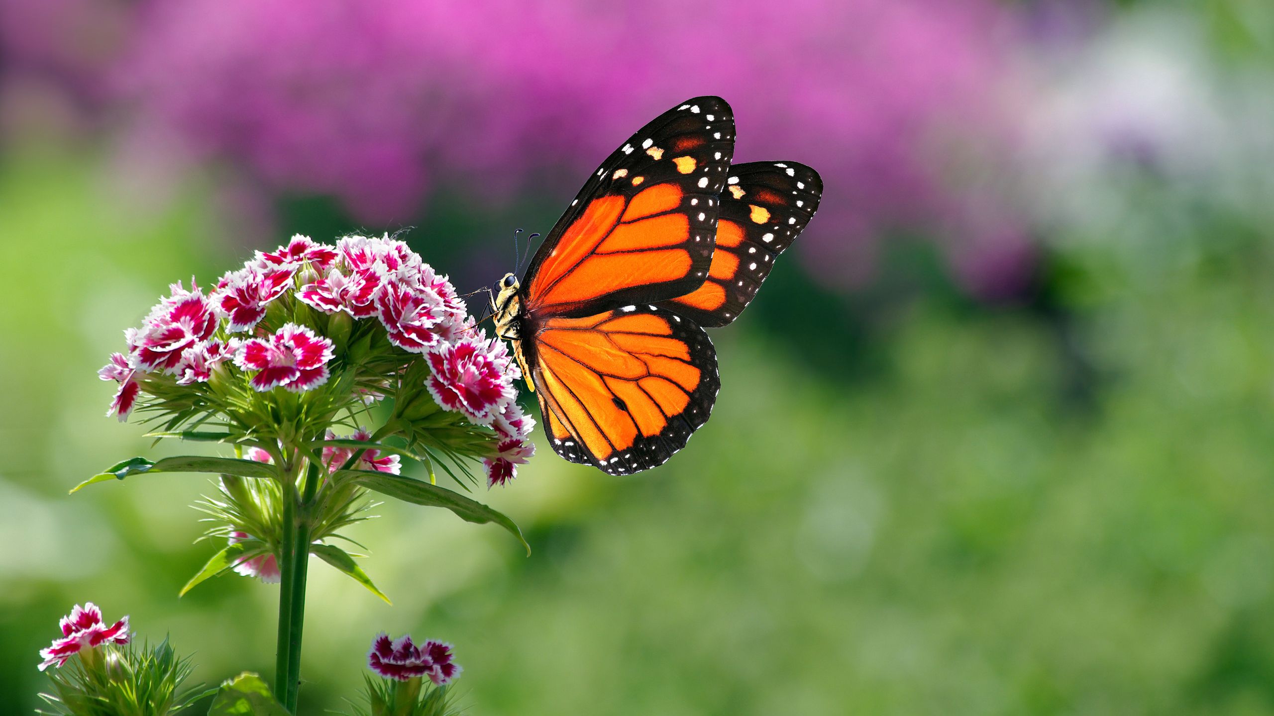 8 plants that will attract butterflies to your garden | Ideal Home