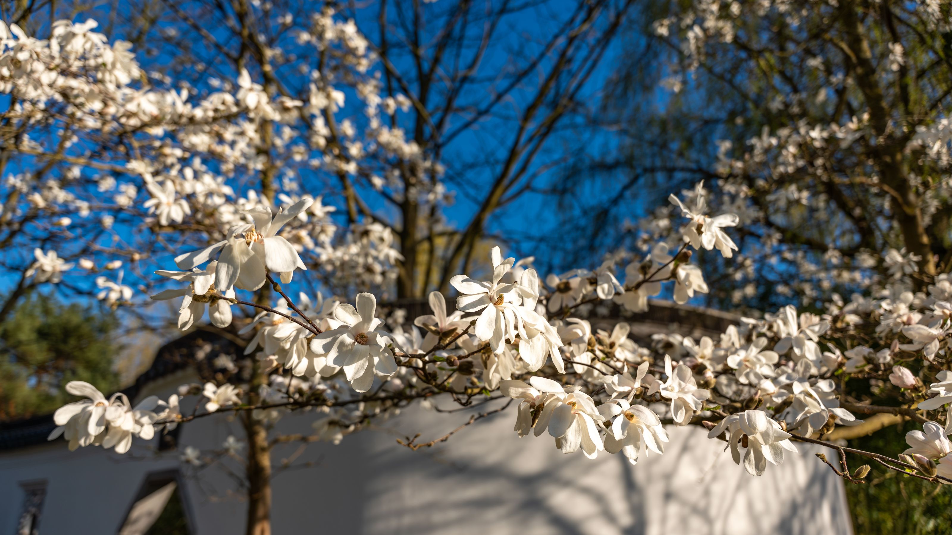 Flowering star magnolia tree