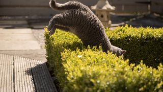 British Shorthair cat