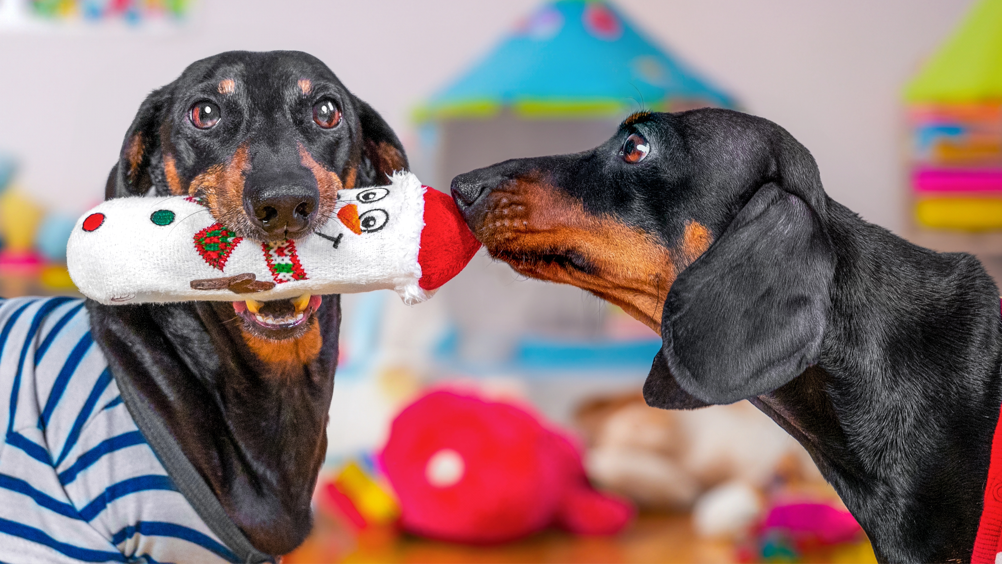 Two dachshunds