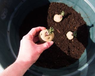 Planting chitted potatoes in a pot