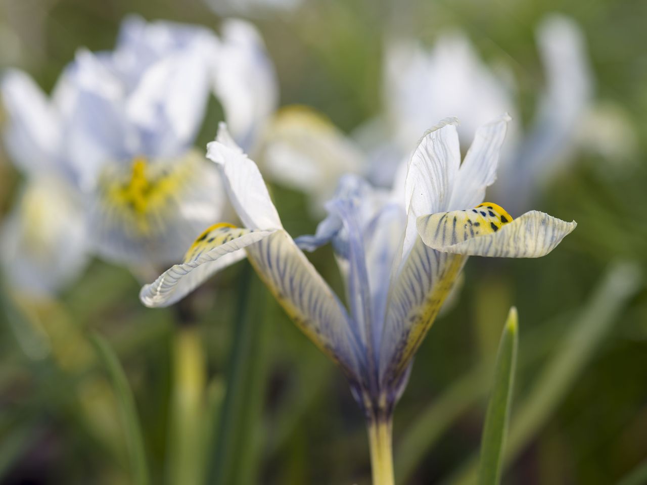 Netted iris hybrid Katharine Hodgkin 