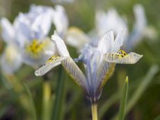 Netted iris hybrid Katharine Hodgkin 