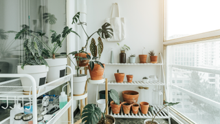 Balcony with plants