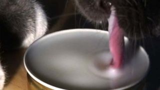 A cat laps at a yogurt-water mixture, shown here slowed down four times. Liquid adheres to the cat\'s tongue and grows by inertia as the cat laps. Before gravity pulls the column back down, the cat cl