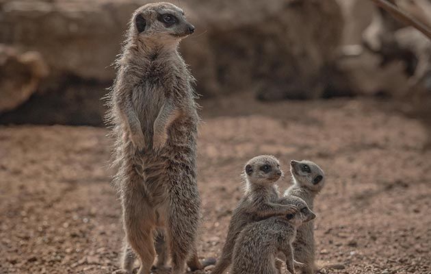 THE SECRET LIFE OF THE ZOO -Meerkat