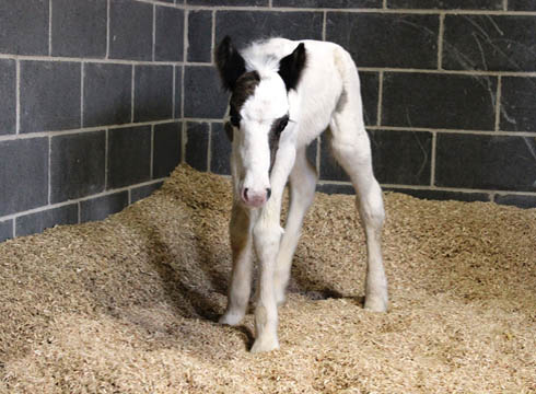foal.jpg