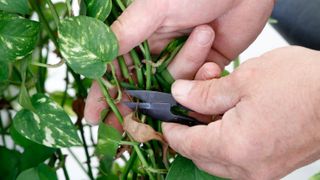 pruning a house plant