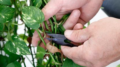 pruning a house plant