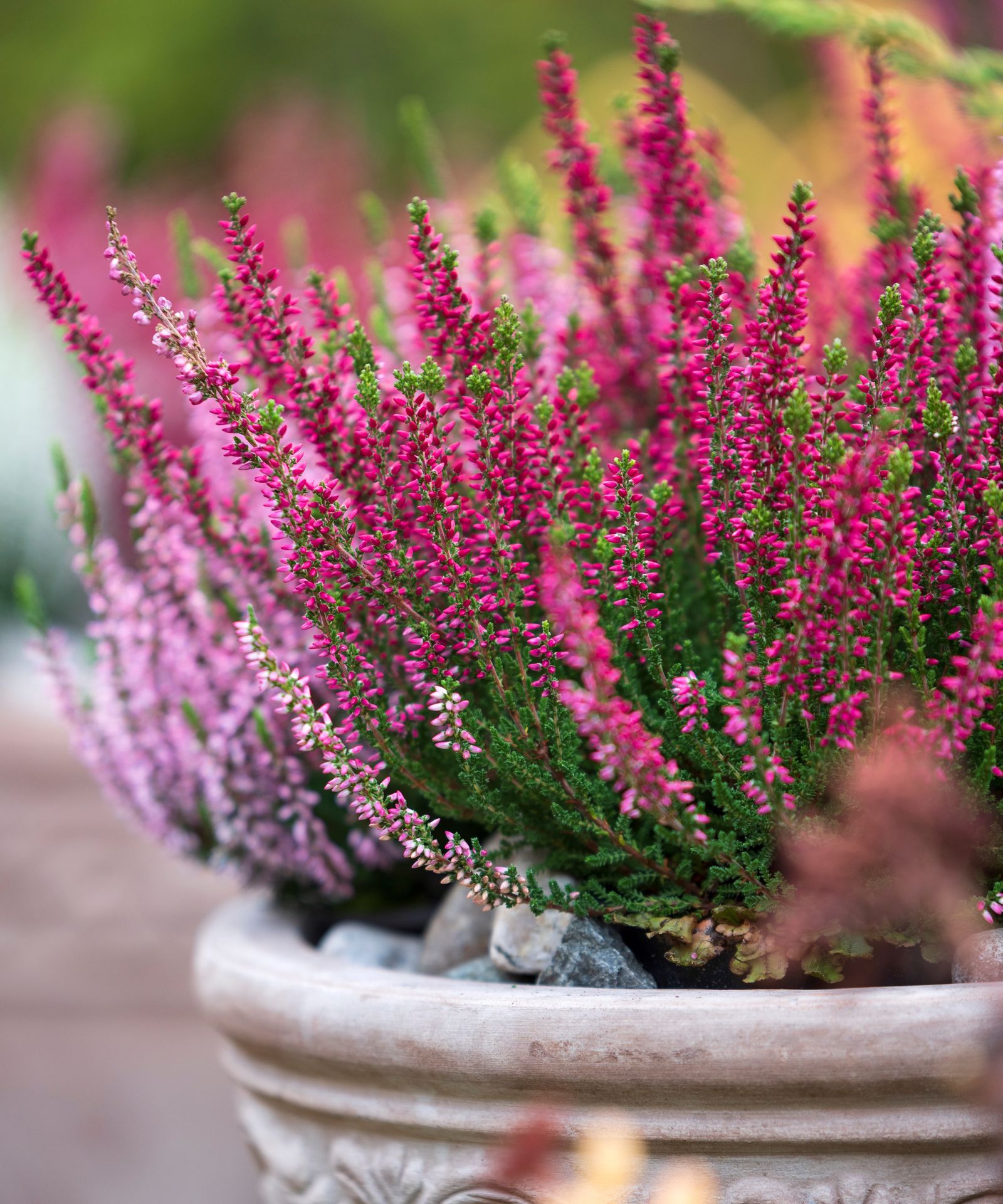 How to grow heather for long-lasting color in your yard | Homes and Gardens