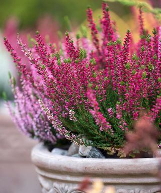 close up of bright and pale pink heathers in a pot