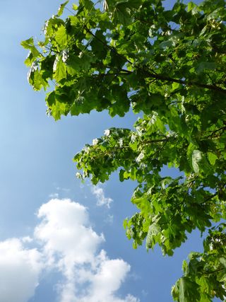 Blues and greens