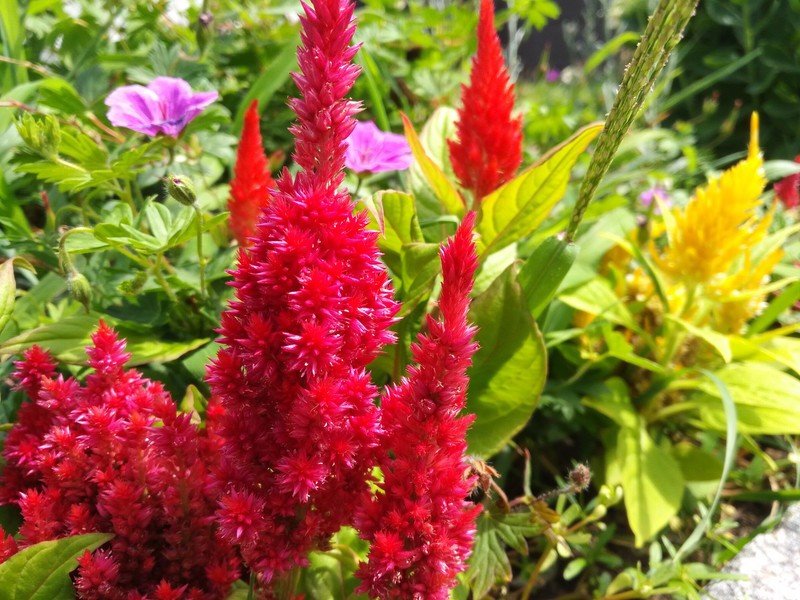 BlackBerry DTEK50 Camera sample
