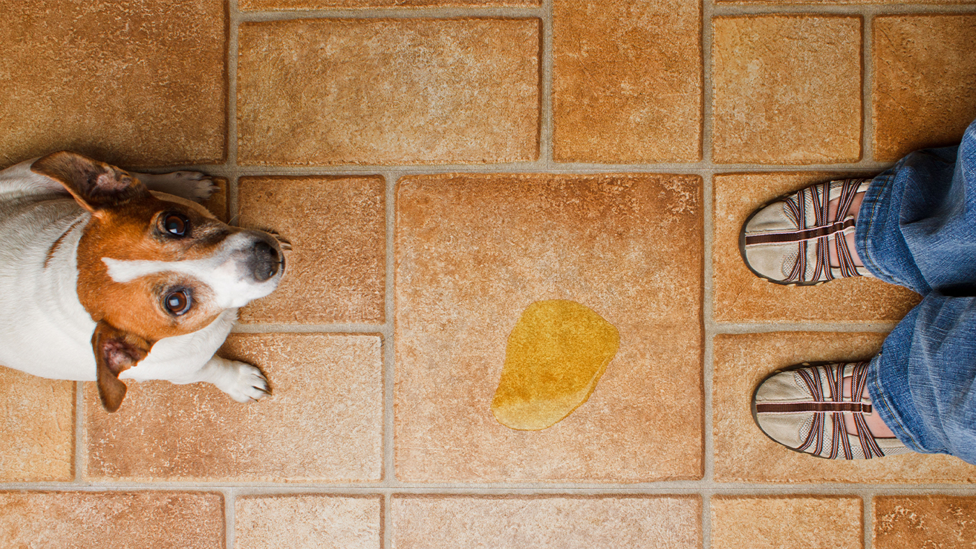 Dog that has peed on the floor in the house