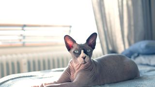 Sphynx cat sitting on the bed