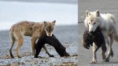 two photos showing wolves carrying sea otters in their jaws