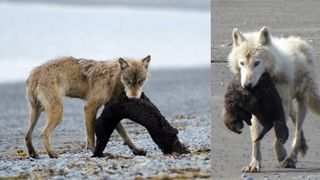 two photos showing wolves carrying sea otters in their jaws