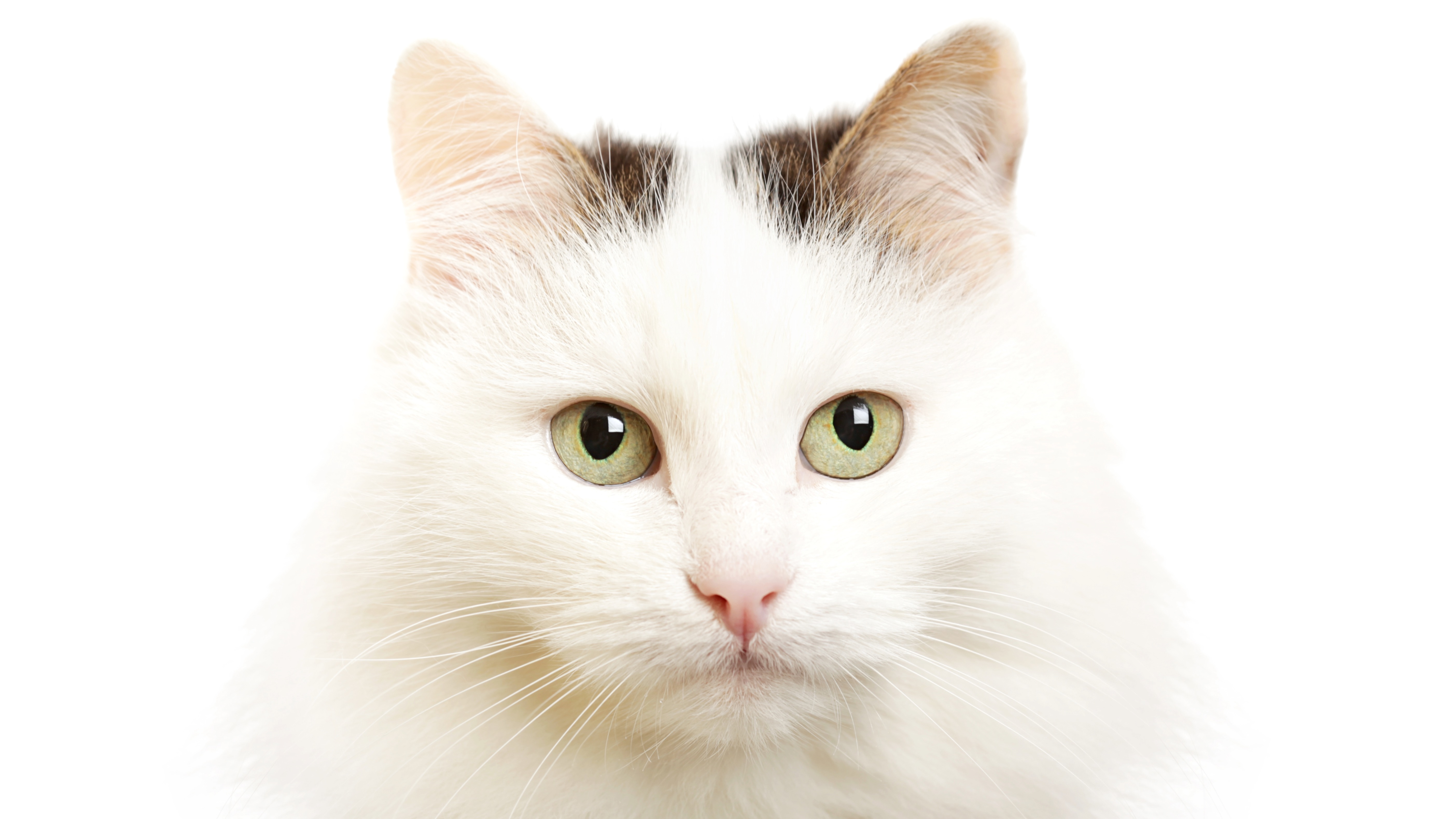 Close up portrait shot of a Turkish Van