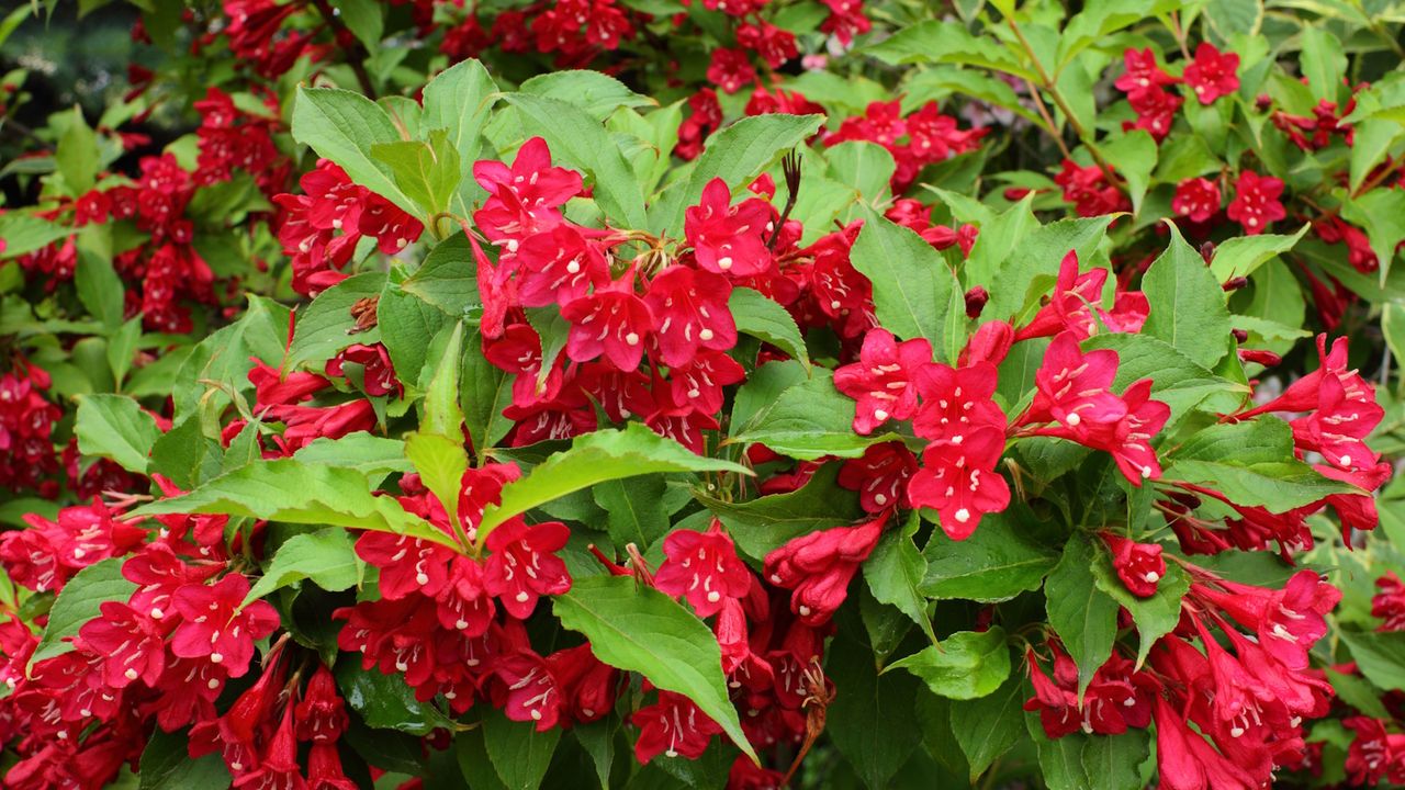 Weigela shrub with green leaves and red flowers in a garden