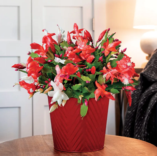 Joyous Christmas Cactus