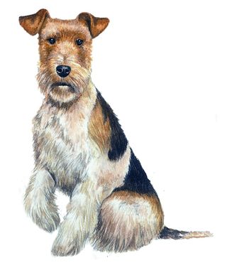 Wired Fox terrier